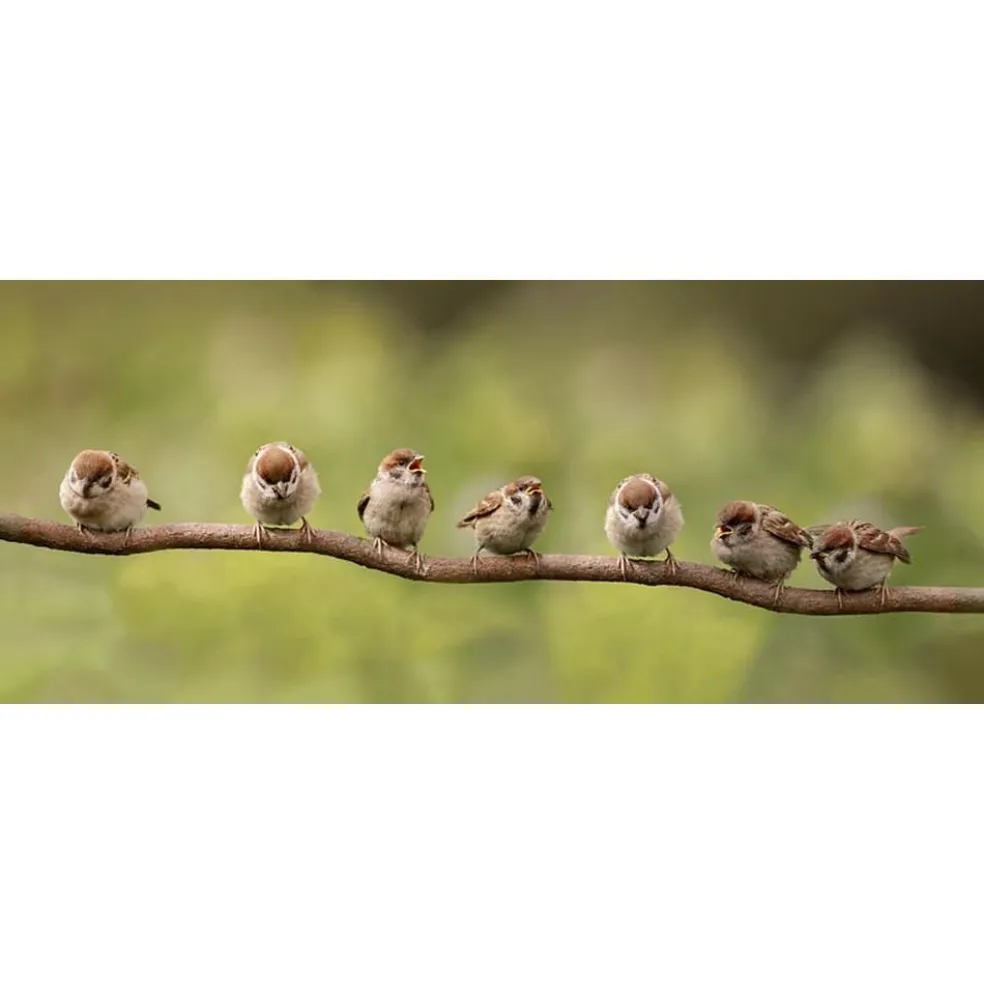 All Seasons Posters 7 mussen op tak tuinposter 110 x 45