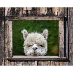 All Seasons Posters  Doorkijk met alpaca tuinposter 80 x 60
