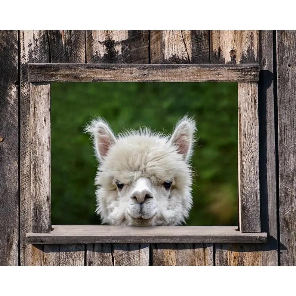 All Seasons Posters Doorkijk met alpaca tuinposter 80 x 60