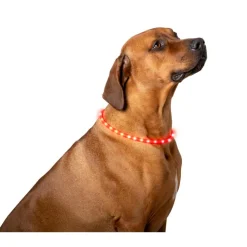 Pet Comfort  LED hondenhalsband 2 kleuren assorti